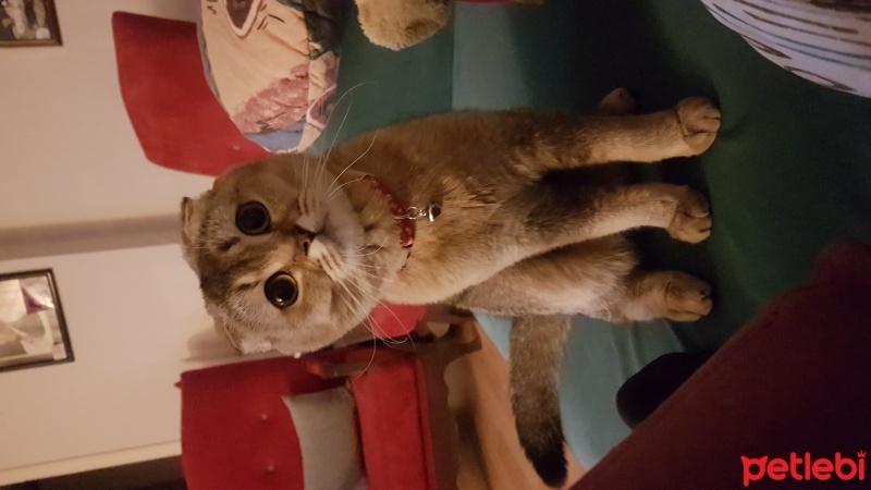 Scottish Fold, Kedi  arya fotoğrafı