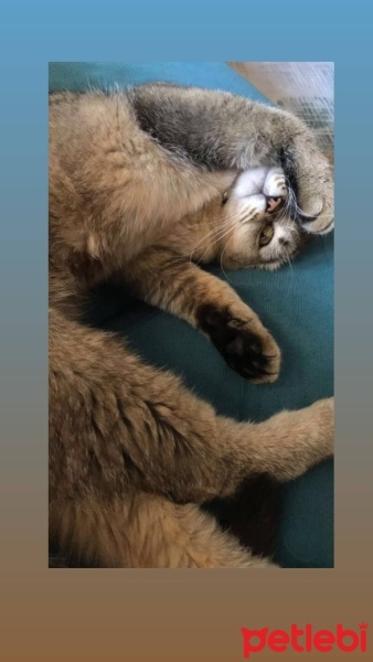 Scottish Fold, Kedi  arya fotoğrafı