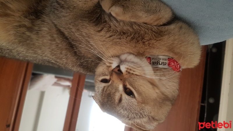 Scottish Fold, Kedi  arya fotoğrafı