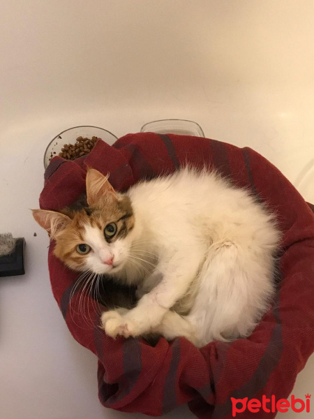 Tekir Kedi, Kedi  Premses fotoğrafı