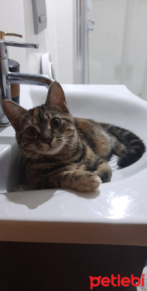 American Shorthair, Kedi  Pickhoe fotoğrafı