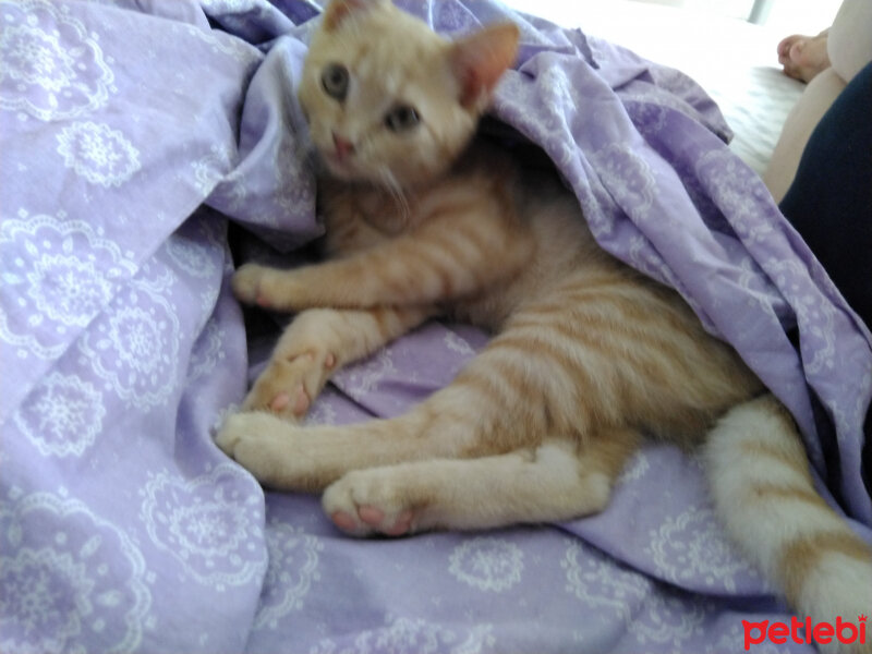 British Shorthair, Kedi  KARAMEL fotoğrafı