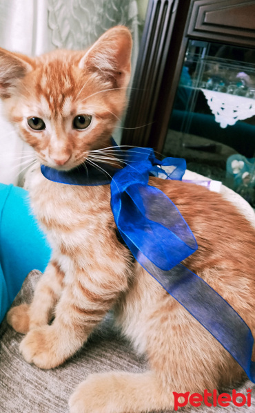 Sarman, Kedi  Badem fotoğrafı