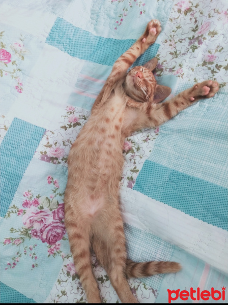 Sarman, Kedi  Badem fotoğrafı