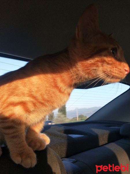 Sarman, Kedi  Badem fotoğrafı