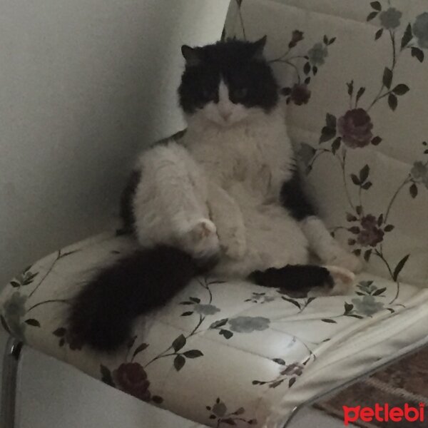 Tuxedo (Smokin) Kedi, Kedi  Kontes fotoğrafı