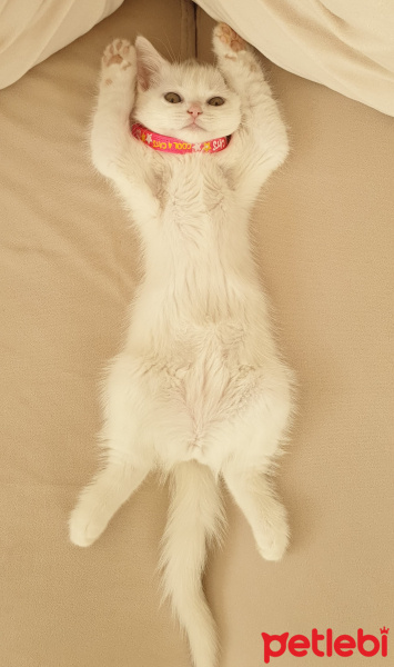 British Shorthair, Kedi  Cindy fotoğrafı