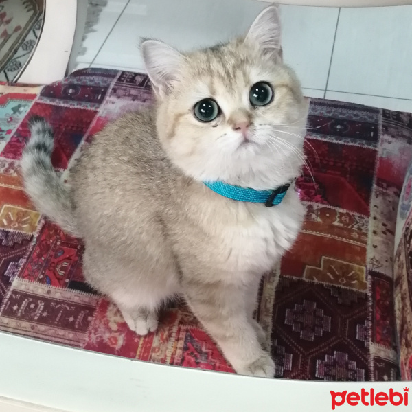 British Shorthair, Kedi  Ponçik Luna fotoğrafı