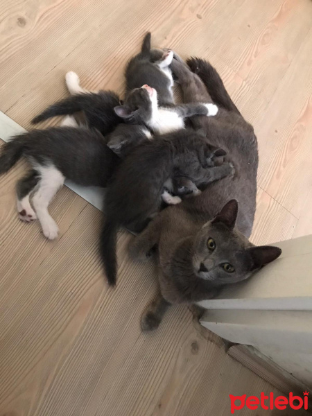 Mavi Rus, Kedi  KEDİSU GEÇİCİ YUVA ARIYORUZ fotoğrafı