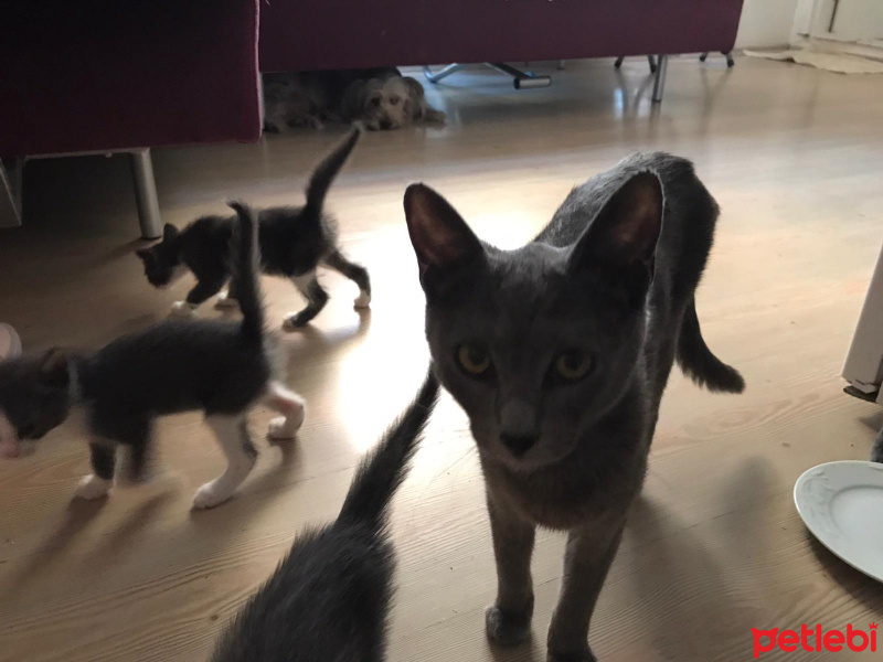 Mavi Rus, Kedi  KEDİSU GEÇİCİ YUVA ARIYORUZ fotoğrafı