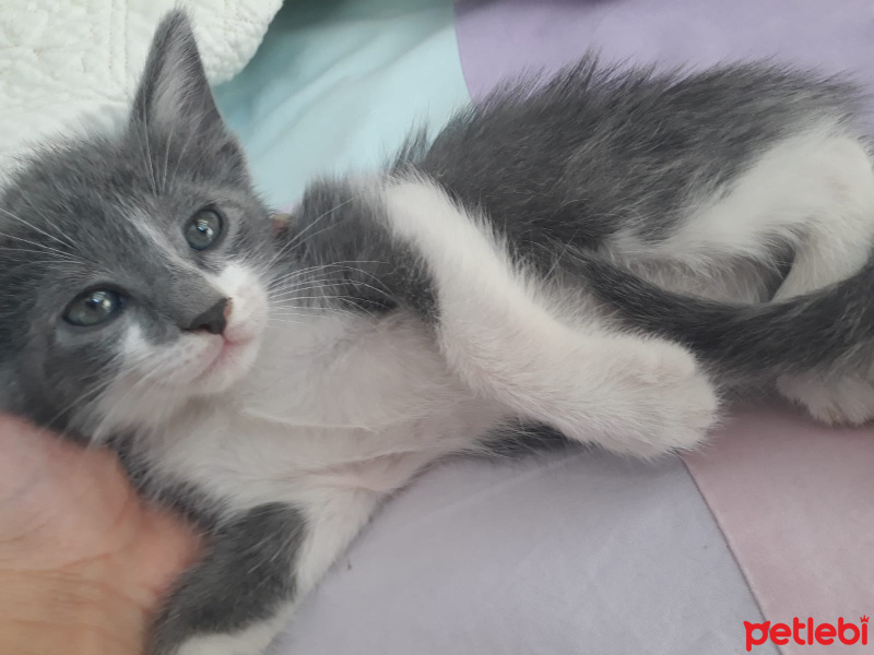 Mavi Rus, Kedi  KEDİSU GEÇİCİ YUVA ARIYORUZ fotoğrafı