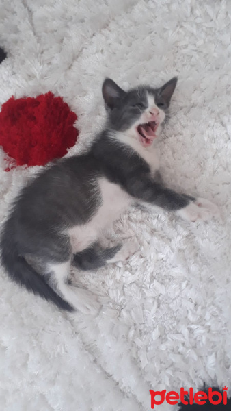 Mavi Rus, Kedi  KEDİSU GEÇİCİ YUVA ARIYORUZ fotoğrafı