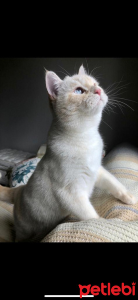 British Shorthair, Kedi  Gandalf fotoğrafı