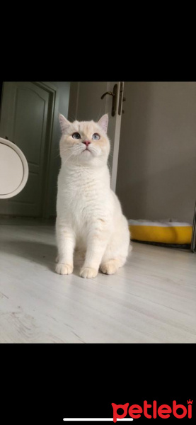 British Shorthair, Kedi  Gandalf fotoğrafı