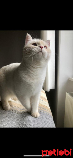 British Shorthair, Kedi  Gandalf fotoğrafı