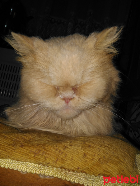İran Kedisi (Persian), Kedi  Pofpof fotoğrafı