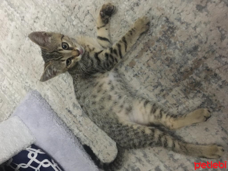 Tekir Kedi, Kedi  Tekir fotoğrafı