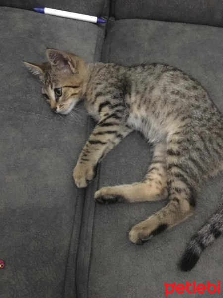 Tekir Kedi, Kedi  Tekir fotoğrafı