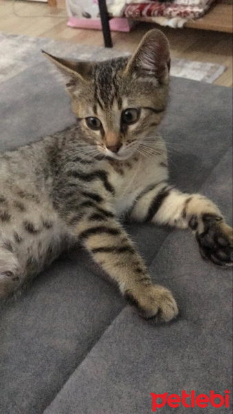 Tekir Kedi, Kedi  Tekir fotoğrafı