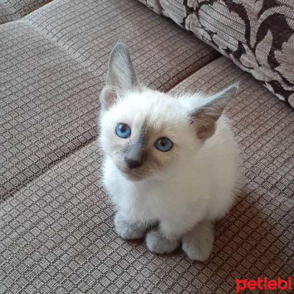 Siyam Kedisi, Kedi  Merkür fotoğrafı