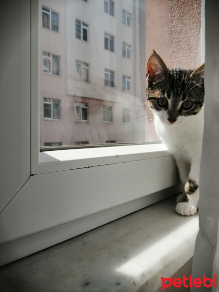 Tekir Kedi, Kedi  Üzüm fotoğrafı