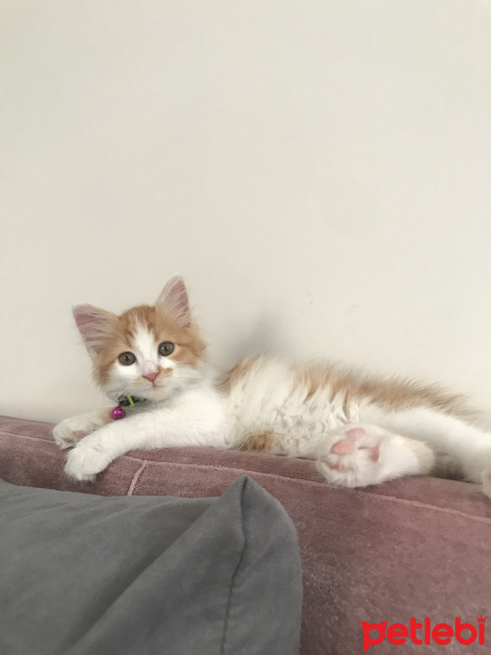 Sarman, Kedi  Fener fotoğrafı