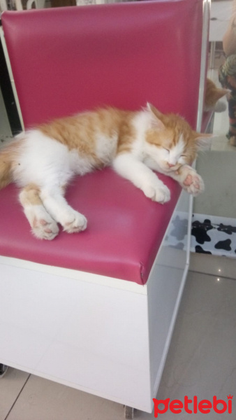 Sarman, Kedi  Fener fotoğrafı