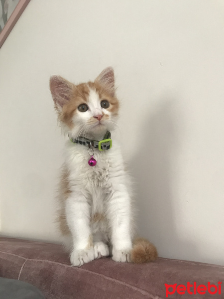 Sarman, Kedi  Fener fotoğrafı