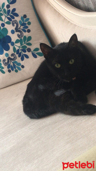 Tekir Kedi, Kedi  Jiji fotoğrafı