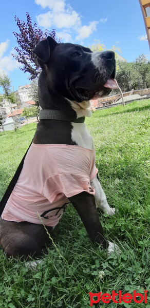 Amerikan Staffordshire Terrier, Köpek  Bixi fotoğrafı