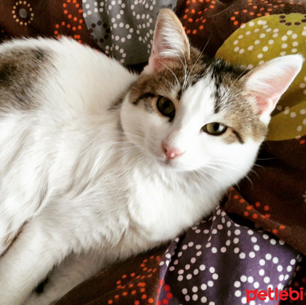 Tekir Kedi, Kedi  Mia fotoğrafı