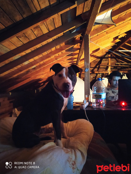 Amerikan Staffordshire Terrier, Köpek  Sherlock fotoğrafı