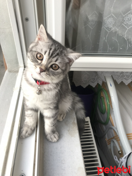 British Shorthair, Kedi  Aslan fotoğrafı