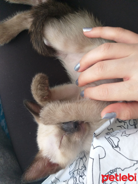 Siyam Kedisi, Kedi  Gölge fotoğrafı