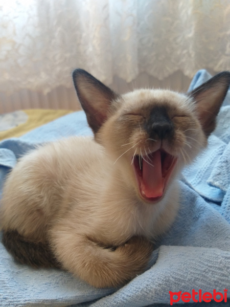 Siyam Kedisi, Kedi  Gölge fotoğrafı