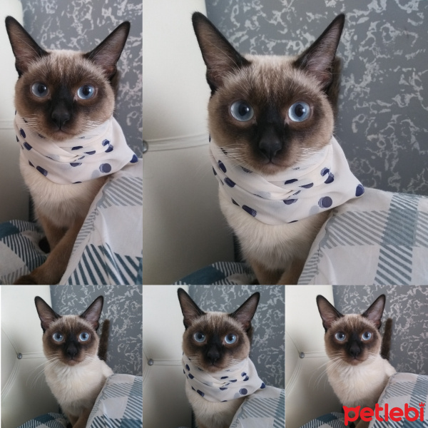Siyam Kedisi, Kedi  Gölge fotoğrafı
