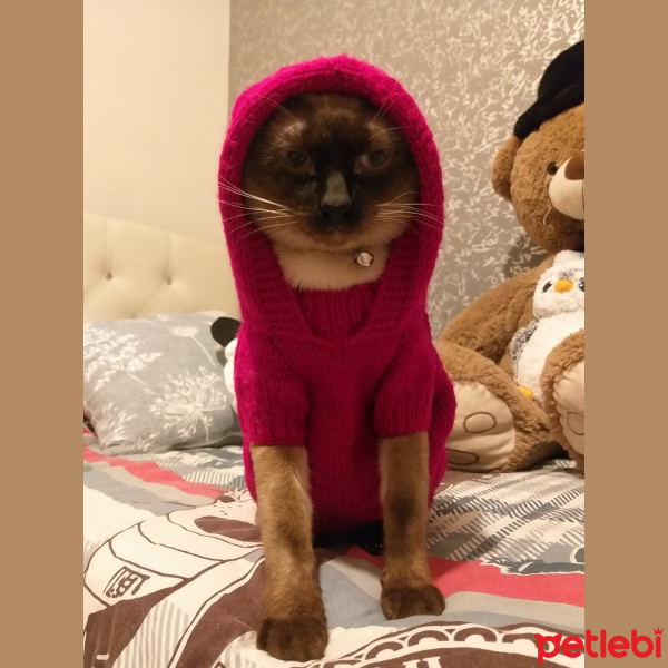 Siyam Kedisi, Kedi  Gölge fotoğrafı