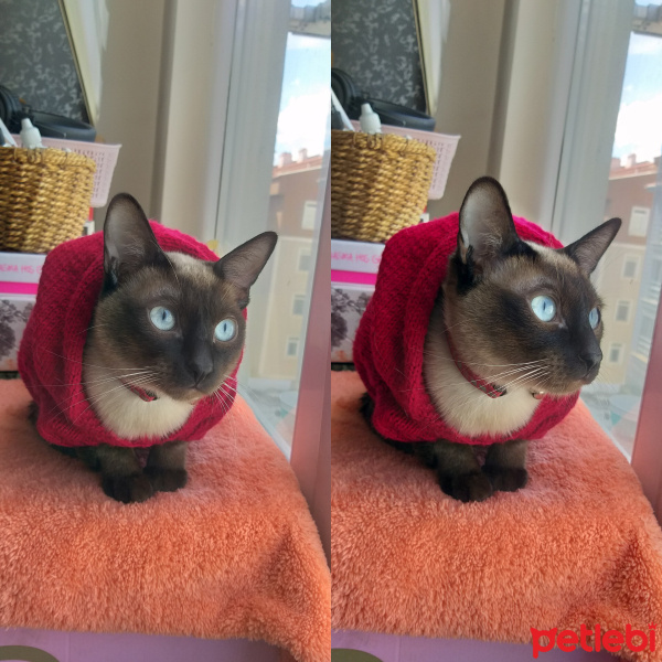 Siyam Kedisi, Kedi  Gölge fotoğrafı