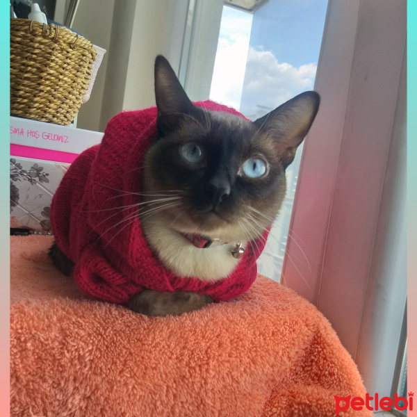 Siyam Kedisi, Kedi  Gölge fotoğrafı