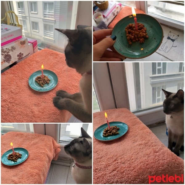 Siyam Kedisi, Kedi  Gölge fotoğrafı