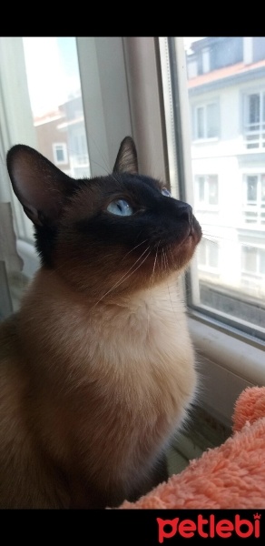 Siyam Kedisi, Kedi  Gölge fotoğrafı