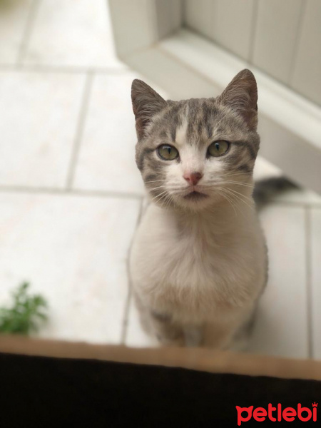 Tekir Kedi, Kedi  Atlas fotoğrafı