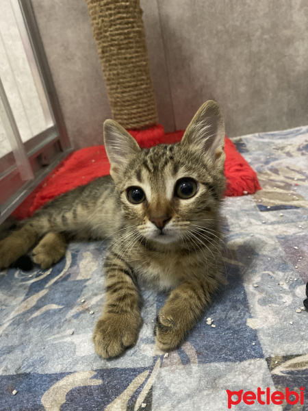 Tekir Kedi, Kedi  Bal Badem fotoğrafı