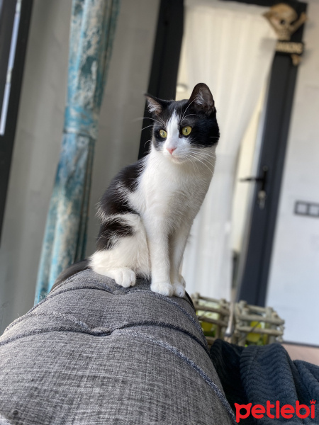 Tekir Kedi, Kedi  Bal Badem fotoğrafı