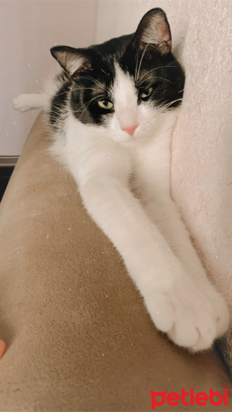 Tekir Kedi, Kedi  Bal Badem fotoğrafı