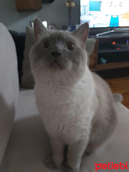 British Shorthair, Kedi  Rıfkı fotoğrafı