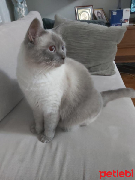 British Shorthair, Kedi  Rıfkı fotoğrafı