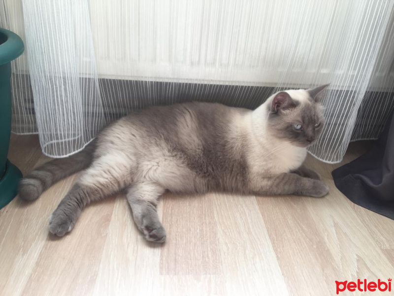 British Shorthair, Kedi  Rıfkı fotoğrafı
