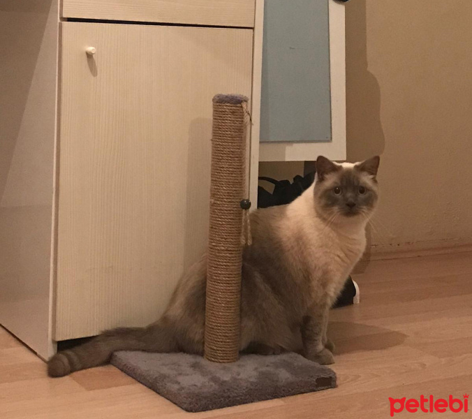 British Shorthair, Kedi  Rıfkı fotoğrafı