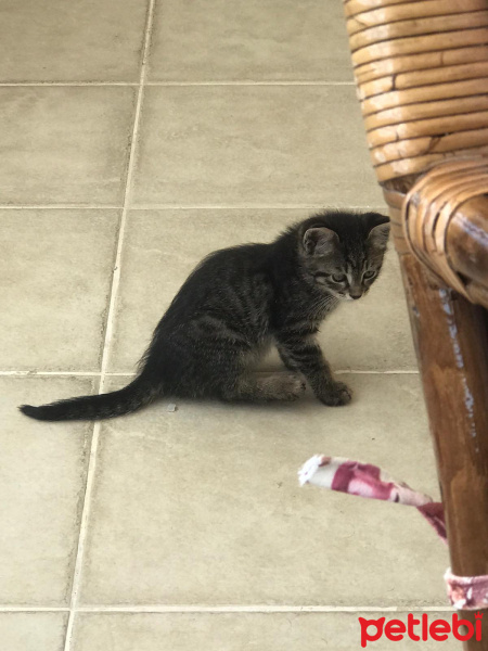 Tekir Kedi, Kedi  yok fotoğrafı